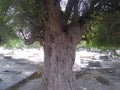 Root of tree, Muslim Graveyard Tree, Close Up tree stock footage