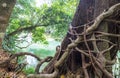Root Royalty Free Stock Photo
