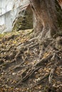 Photo old big tree roots Royalty Free Stock Photo