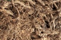 Root of the tree. The roots of the tree were for a long time Royalty Free Stock Photo