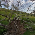 root of the tree Royalty Free Stock Photo