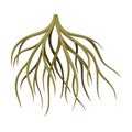 Root tree system, underground stem or rootstalk. Botany or dendrology design element vector illustration