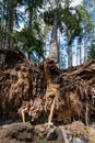 The root of a tree uprooted by the wind. The pine is overturned in the forest complex Royalty Free Stock Photo