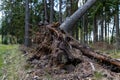 The root of a tree uprooted by the wind. The pine is overturned in the forest complex Royalty Free Stock Photo