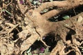 Root of a tree Royalty Free Stock Photo