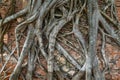 Root trees overgrown cracked vintage red brick wall background