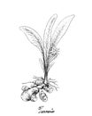 Hand Drawn of Turmeric Plant on White Background