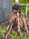 Root Twig Soil Tree Grass Moss Bonsai Coconut