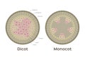 Root vector / monocot and dicot stem / infographic Royalty Free Stock Photo