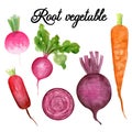 9003 Root vegetable watercolor set. Hand drawn illustration. Royalty Free Stock Photo