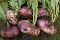 Root vegetables Royalty Free Stock Photo