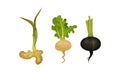 Root Vegetables as Underground Plant Part with Ginger and Turnip Vector Set