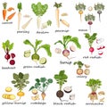 Root vegetables. Carrot. Beetroot. Celery. Parsley. Red radish. Black radish. Chinese radish. Daikon. Parsnip. Rutabaga Royalty Free Stock Photo