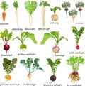 Root vegetables. Carrot. Beetroot. Celery. Parsley. Red radish. Black radish. Chinese radish. Daikon. Parsnip. Rutabaga Royalty Free Stock Photo