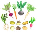 Root vegetables collection, celery, beetroot, carrot, radish, parsnip, potato, Jerusalem artichoke, sweet potato