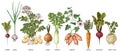 Root vegetables collection sketched vector Royalty Free Stock Photo