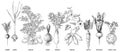 Root vegetables collection sketched vector Royalty Free Stock Photo
