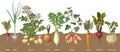 Root vegetables collection sketched vector Royalty Free Stock Photo