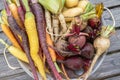 Root vegetables from the garden Royalty Free Stock Photo