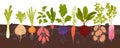 Root vegetables grow in soil, infographic diagram with harvest on underground patch Royalty Free Stock Photo