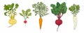 Root vegetables vector illustration collection