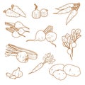 Root vegetables, vegetarian farm products set, vector