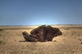 Root of a Welwitschia plant in Namibian desert Royalty Free Stock Photo