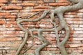 Root wood covered brick wall Royalty Free Stock Photo