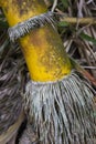 Root and yellow Bamboo Royalty Free Stock Photo