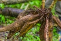 Root of yucca plant, inside of the amazon forest in Cuyabeno, Ecuador Royalty Free Stock Photo