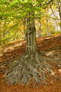 Rootage oak in wood Royalty Free Stock Photo