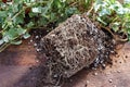 Rootbound house plant Royalty Free Stock Photo