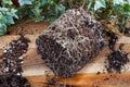 Rootbound house plant being repotted Royalty Free Stock Photo