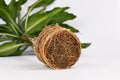 Rootbound root ball of houseplant in need of repotting