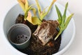 Repotting root ball with soil of tulip plants