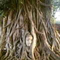 Rooted Buddha of Ayutthaya Royalty Free Stock Photo