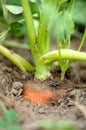 Rooted Carrot Royalty Free Stock Photo