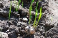 Rooted garlic bulbs are growing on ground. Juicy green sprouts of garlic planted in garden Royalty Free Stock Photo