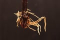 Rooted grape cuttings on a dark blurry background. The process of growing vines Royalty Free Stock Photo