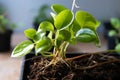 Rooted growth Domestic plant stalk with roots and potted soil