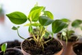 Rooted growth Domestic plant stalk with roots and potted soil