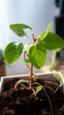 Rooted growth Domestic plant stalk with roots and potted soil