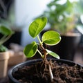 Rooted growth Domestic plant stalk with roots and potted soil