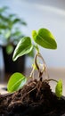 Rooted growth Domestic plant stalk with roots and potted soil