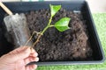 rooted lemon tree branch held by man. concept of propagating lemon tree by cuttings. root on lemon tree branch