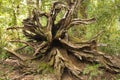 Rooted-out roots of the fallen tree