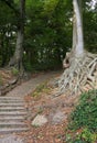 Rooted - Rissen - I - HH - Germany Royalty Free Stock Photo