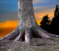 Rooted tree Royalty Free Stock Photo