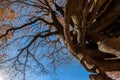 Rooted tree under the autumn sky Royalty Free Stock Photo