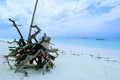 Rooted tree washed up on Nungwi beach, Zanzibar, Tanzania, Africa